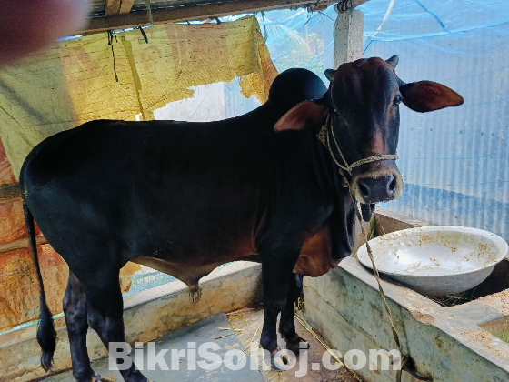 কুরবানীর পশু